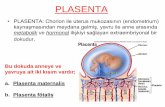 PLASENTA - docs.neu.edu.trdocs.neu.edu.tr/staff/nurhayat.gulmez/6. plasenta_8.pdf · PLASENTA • PLASENTA: Chorion ile uterus mukozasının (endometrium) ... İnsanda plasentayı