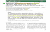 Mechanisms of hormonal regulation of endosperm ...oncotherapy.us/pdf/Endosperm_Hormonal-Regulation.pdfweakening in tomato seeds (Downie et al., 1998; Sitrit et al., 1999). The glycosyltransferase