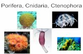 Porifera, Cnidaria, Ctenophora - courses.biology.utah.educourses.biology.utah.edu/smiller/2015/presentations/07_cnidaria.pdf · Osculum Water flow V Figure 33.4 Anatomy of a sponge.