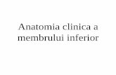Anatomia clinica a membrului inferior - anatop.usmf.md · 1.Regio glutealis • Crista iliaca • Spina iliacă postero superioară • Trohanterul mare • Plica glutealis • Tuber