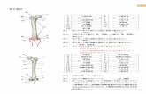 femur - 無料ホームページ 容量無制限【TOK2.com】¤§腿骨 ： femur 問2． 左図の骨の上端は( 股 )関節、下端は( 膝 )関節を 構成する。 問3．