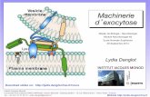 lydia.danglot.free.frlydia.danglot.free.fr/Cours/M1-ENS-Exocytose.pdf · Master de Biologie - Neurobiologie Module Neurobiologie N2 Ecole Normale Supérieure 29 Septembre 2014 ...
