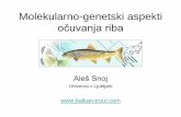 Molekularno-genetski aspekti očuvanja riba - hgk.hr · Molekularno-genetski aspekti očuvanja riba Aleš Snoj Univerza v Ljubljani