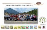 Centro Agroecológico del Café, A.C. · 2017-09-19 · Municipios. Convenios de ... colaboración con representantes de grupos familiares productivos y otras dependencias. Somos
