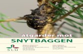 åtgärder mot SNYTBAGGEN - kunskap och aktuell forskningsnytbagge.slu.se/attachment/faktablad_snytbagge.pdf · De bästa mekaniska plantskydden är lika effektiva som insek-ticider