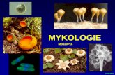 MYKOLOGIE - Katedra botaniky | Department of Botany MM verze... · 2011-01-09 · oospora zralé oospory prázdná oogonia meióza klíčící haploidní oospora n 2n NEPOHLAVNÍ