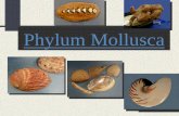 Phylum Mollusca - Moore Public Schools · Phylum Mollusca (mollis, soft) Over 90,000 living species 70,000 fossil species Some are herbivorous grazers Some are predaceous carnivores
