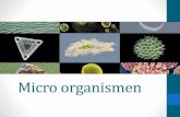 Micro organismen - lab.scalda.nllab.scalda.nl/pdf/P5deel2.pdf · Micro organismen Welke organismen behoren tot de micro-organismen? •protozoën, eencellige eukaryote cellen zoals