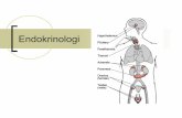 Endokrinologi - thyroidea.nothyroidea.no/wp-content/uploads/2015/05/Endokrinologi-foredrag.pdf · Øker glukose- og fettsyrekonsentrasjonen i blodet (anti-insulin-effekt) Normal pancreas.