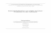 Immunlokalisation von Tight Junction- Proteinen in der ...ediss.sub.uni-hamburg.de/volltexte/2011/4952/pdf/Doktorarbeit_Final_Version_Claudia... · Inhaltsverzeichnis III Abkürzungsverzeichnis