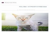 FELINE HYPERTHYREOSE - biocontrol.de · biocontrol / feline hperthreose biocontrol / feline hperthreose 06 07 ft4 folgetest, bei v.a . milde/beginnende hyperthyreose mit guter sensitivitÄt