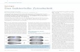Zytologie Das bakterielle Zytoskelett Gasper.pdf · Prokaryoten Aktin und Tubulin besitzen, mit Aufgaben in der Plasmid- trennung, Zellteilung oder -formgebung. Historically, one