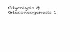 Glycolysis & Gluconeogenesis 1 - Web Publishing · Each molecule of the glycolytic pathway has a speciﬁc free energy. Note where ATP is in relationship to every other molecule on
