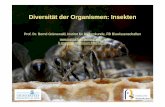 Diversität der Organismen: InsektenDiversität der ...de.institut-fuer-bienenkunde.de/Data/Sites/17/userfiles/vsdiversitätderorganismen... · • Cerci = Extremitäten des 11. AS