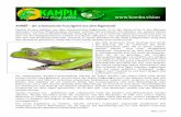 KAMBÔ – der schamanische Froschgeist aus dem Regenwaldyoga-schwarzwald.de/seminare/kambo-ws/KAMEKO_Infoblatt_Froschmedizin.pdf · Spektrum von möglichen medizinischen Anwendungen: