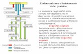 Endomembrane e Smistamento delle proteine - med.unipg.ittecnlab/Materiale Didattico/2015/Elementi di Biologia... · Endomembrane e Smistamento delle proteine La traduzione degli mRNA