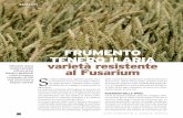 FRUMENTO TENERO ILARIA varietà resistente al Fusarium · OTTOBRE 2016 3 ga e ad un calo del peso specifico apparente delle cariossidi. Per quanto concerne la qualità della gra-nella,