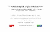 Charakterisierung der mitochondrialen intramembranen ...ediss.sub.uni-hamburg.de/volltexte/2008/3948/pdf/DissertationPatriziaStohn.pdf · Charakterisierung der mitochondrialen intramembranen
