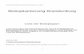 Biotopkartierung Brandenburg - opus4.kobv.de · 03234 Gänsefuß-Melden-Pionierfluren (Atriplicion nitentis) (RSSA) 03235 Ukraine-Salzkraut-Fluren (Salsoletum ruthenicae) (RSSU) 03239