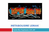 Metabolisme lemak - yunitapuspitasari.lecture.ub.ac.idyunitapuspitasari.lecture.ub.ac.id/files/2012/05/8.Metabolisme-lemak-Copy1.pdf · Oksidasi Asam Lemak Jenuh melalui tahap : ...