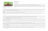 ZMEURUL - strongberry.rostrongberry.ro/strongberry/content/uploads/2018/02/Zmeurul.pdf · Despre leacuri, tratamente naturiste sau retete putem gasi foarte multe informatii in carti