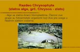 Razdeo Chrysophyta (zlatne alge, grč. Chrysos - zlato) · zbog promene hemizma vode -prevaziđen stari koncept po kojem su se zlatne alge uglavnom pojavljivale u hladnim vodama -detaljna