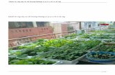 Cách trồng rau sạch trong thùng xốp cực tiện dụnghatgiongmienbac.com/kinh-nghiem-trong-rau/318-cach-trong-rau-sach... · Cách trồng rau sạch trong thùng xốp