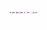 METABOLIZAM AMINO KISELINA I SINTEZA UREE · PREGLED METABOLIZMA AMINO KISELINA Hranom unijeti proteini se razgrađujudo amino kiselina, koje se apsorbuju, prenose cirkulacijom i