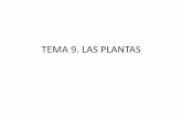 TEMA 9. LAS PLANTAS - iesalfonsox.es · •El transporte se explica mediante la hipótesis de flujo de presión (Munch). •La savia elaborada entra en el floema por transporte activo