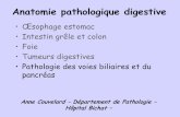 Anatomie pathologique digestive · Anatomie pathologique digestive • sophage estomac • Intestin grêle et colon • Foie • Tumeurs digestives • Pathologie des voies biliaires