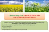 CAMELINA SATIVA -PARTICULARITATI DE CULTIVARE SI …biotehnos.ro/biocamisol/wp-content/uploads/2018/09/27.09.2018_workshop... · folosit pentru iluminarea străzilor iar mai târziu