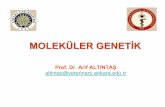 MOLEKÜLER GENETİK - acikders.ankara.edu.tr · 8.1.2013 Bykmya Ders Notları 37 . Hayvan Bilimleri Çalışma Alanları • Üreme Fizyolojisi • Genetik • Et ve Gıda Güvenliği