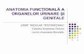 ANATOMIA FUNCŢIONALĂ A ORGANELOR URINARE ŞI · Anatomia funcţională a rinichilor ... Organele tractului genital feminin (trompele uterine,uterul, vagina) Dezvoltarea organelor