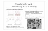 Pﬂanzliche Zellwand - Inkrustierung vs. Akkrustierungdingerma/Podcast/CytologieWS10_9.pdf · • Ort der Glykolyse, Gluconeogenese, Auf- und Abbau von Aminosäuren, Proteinsynthese