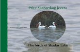 PTICE JEZERA - documents.rec.orgdocuments.rec.org/publications/Ptice_Skadarskog_jezera.pdf · Riječ direktora Skadarsko jezero je jedinstveno po mnogo čemu: najveće jezero na Balkanskom