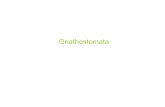 Gnathostomata - is.muni.cz · Apomorfie čelistnatců (Gnathostomata) • Jsou vytvořeny čelisti, které vznikly přeměnou párového prvního ţaberního oblouku. • Zpravidla
