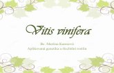 Vitis vinifera - is.muni.cz · Úvod Vitis vinifera ssp. Sativa se rozděluje do tří skupin: - západní (proles occidentalis) –evropské odrůdy - Černomořská (proles pontica)