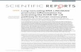 Long noncoding RNA LINC00305 promotes inflammation by ... noncoding RNA_2017.pdf · SCITIFIC REPORTS 0 I 0030 1 ncociniico Long noncoding RNA LINC00305 promotes inflammation by activating