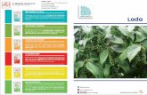 meroketetapjaya.com · Tersedia hanya dari NPK Mutiaræ dengan Portfolio pupuk yang lengkap dan program terbaik untuk tanaman buah, bunga, sayuran, tanaman pangan dan palawija serta
