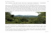 Die Libellen des Mt Dulit, Borneo, Sarawak, Malaysia ... · Die Libellen des Mt Dulit, Borneo, Sarawak, Malaysia – revisited - Spendenaufruf des International Dragonfly Fund e.V.