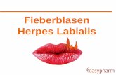 Fieberblasen Herpes Labialis - oeggk.at · Herpes Labialis Übertragung des Herpesvirus Das Herpes-Virus wird durch engen Kontakt zwischen einer kontagiösen und einer, bisher nicht