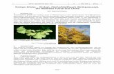 Ginkgo biloba – Ginkgo, Fächerblattbaum Ginkgoaceae ein ... · Jahrb. Bochumer Bot. Ver. 4 181-186 2013 – 183 – Blatt Innerhalb der rezenten Gymnospermen gehört Ginkgo biloba