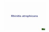 26 Rhinitis atroph Internet - patho.vetmed.uni-muenchen.de · Ätiologie: - Pasteurella multocida Typ D - Bordetella bronchiseptica - jeweils Stämme, die ein sog. dermatonekrotisches