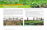 Buod - ahr.com.auahr.com.au/wp-content/uploads/2018/02/Philippines-Factsheet_Seedling... · FARMER FACTSHEET 2 Vegetable Seedling Production Guide Vegetable Seeding Production Guide