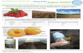 Primena preparata Dioxy Activ Supra AGRO tokom uzgoja maline · Dezinfekcija plodova, ambalaže i ruku prije berbe Plodovi maline predstavljaju pogodan medij za razvoj različitih