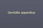 Genitális apparátus - nap-haz.comnap-haz.com/wp-content/anatomia/19. genitális apparátus.pdf · A genitális apparátus anatómiája, élettana y A nemi szervek (organa genitalia)