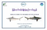 ၂၀၁၅ (Copyright ©2015) BOBLME / FFI / SEAFDEC (BOBLME ... · 52 Carcharhinus sealei (Carcharhiniformes) ကဏာ (ှ) ေအာကးဖကးမြၾကညံးပါက