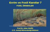 Evrim ve Fosil Kanıtlar 7 - abs.cu.edu.tr 440/58746124_an_evrim_ve_fosil... · içerir Ortak ata tür Evrim Kanıtı Organizmaların fiziksel kalıntıları Benzer genler Benzer