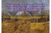 A laskagomba termesztés és a biogáz ... - pleurotus.hupleurotus.hu/upload/tinyMce/2015-10-28/kecel_biogaz_SNA_20150928.pdf · A laskagomba termesztés és a biogáz hasznosítás