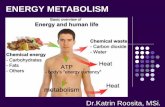 ENERGY METABOLISM - kroosita2's blog · 1 Liver glycogen Glucose LIVER Blood ADIPOSE TISSUE HEART SKELETAL MUSCLE TISSUE OTHER TISSUES Glycerol Glycerol Fatty acids Triglycerides